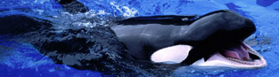 feed-me-killer-whale
